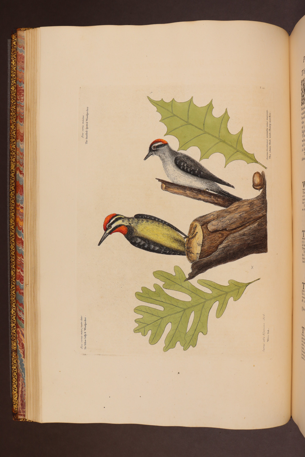 Plate 21